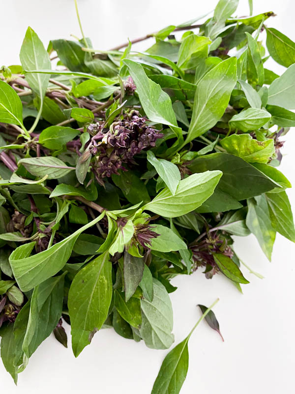 A bunch of fresh Thai Basil.